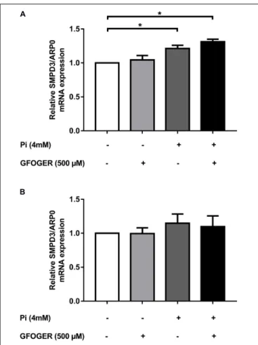 FIGURE 3 | Effects of GFOGER on EVs’ biogenesis. MOVAS-1 cells were incubated with 500 µ M GFOGER peptide in the presence or absence of 4 mM Pi for 24 h (A) and 8 days (B)