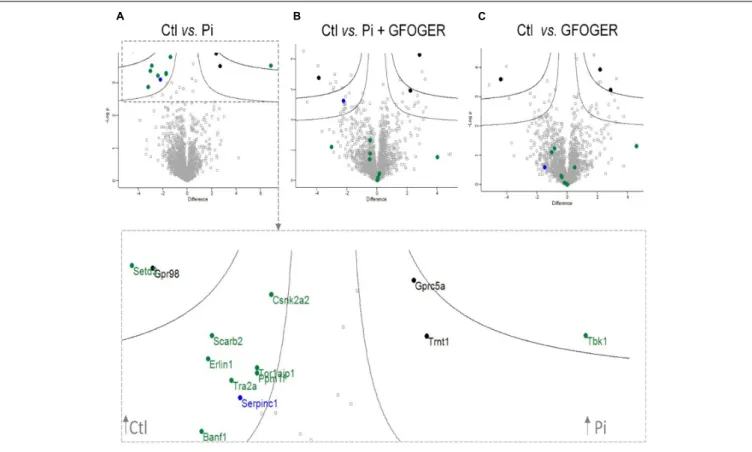 FIGURE 4 | Volcano plots indicating significant GFOGER effects on expression of EVs’ proteins