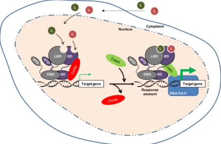 Figure 2. Schematic structure and functioning of nuclear receptors bound as heterodimers with  retinoid X receptors (RXR)