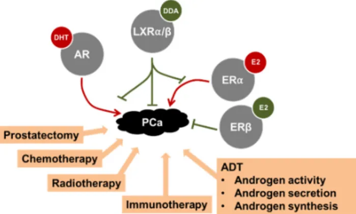 Figure 3. Summary of the various treatments proposed to treat PCa. A focus is made on some nuclear  receptors