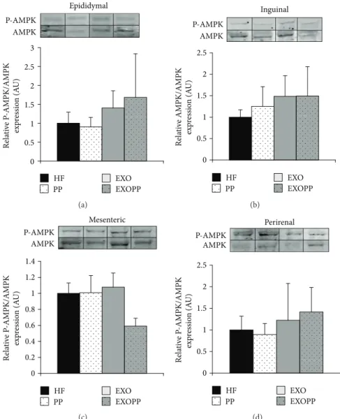 Figure 4: E ﬀ ect of exercise training and polyphenol supplementation on P-AMPK/AMPK levels in epididymal, inguinal, mesenteric, and perirenal fat stores