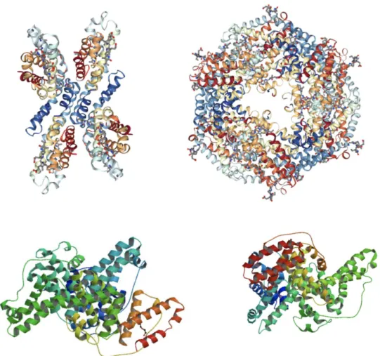 Figure 6: Images from Protein Data Bank. Top right, the assembly α 2 β 2 which forms a subunit (1EYX) of the R-PE protein