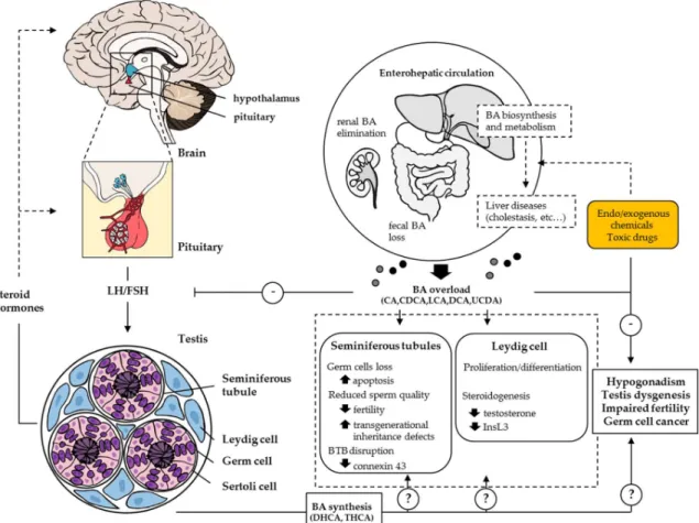 Figure 3. Overview of reproductive disorders linked to disturbance in BA homeostasis. Disturbance  in BA homeostasis within the enterohepatic cycle results in hypogonadism with reduced androgens  synthesis in the testis