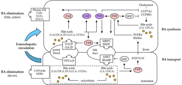 Figure 2. Model of effects of FXRα on bile acid (BA) metabolism. Primary BAs, CA, and CDCA, are  generated from cholesterol by liver enzymes, including CYP7A1 and CYP8B1