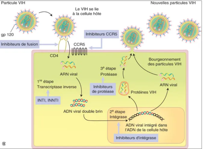 Figure 1 :  Cycle de réplication du VIH et sites d'action des antirétroviraux  