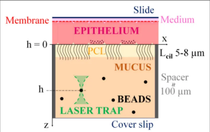 FIGURE 1 | Scheme illustrating the principle of the measurement: The membrane supporting the cultured epithelium is placed on a glass slide, on top of culture medium