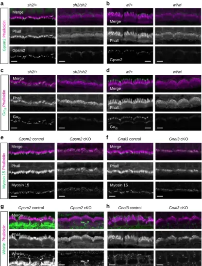 Figure 4 | Gpsm2 and G a i3 localization at stereocilia tips is dependent on myosin 15 and whirlin