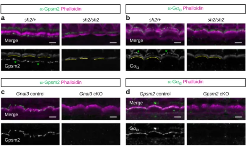 Figure 5 | Gpsm2 and G a i3 depend upon myosin 15 to reach stereocilia tips but not for their targeting at HC apical membrane
