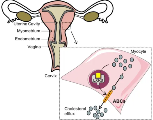 Figure 3. LXRβ controls the cholesterol homeostasis within the myometrium. When cholesterol (grey)  raises to a critical concentration, its enzymatic transformation into LXR-activating oxysterols induces a  higher accumulation of ATP-binding caste transpor