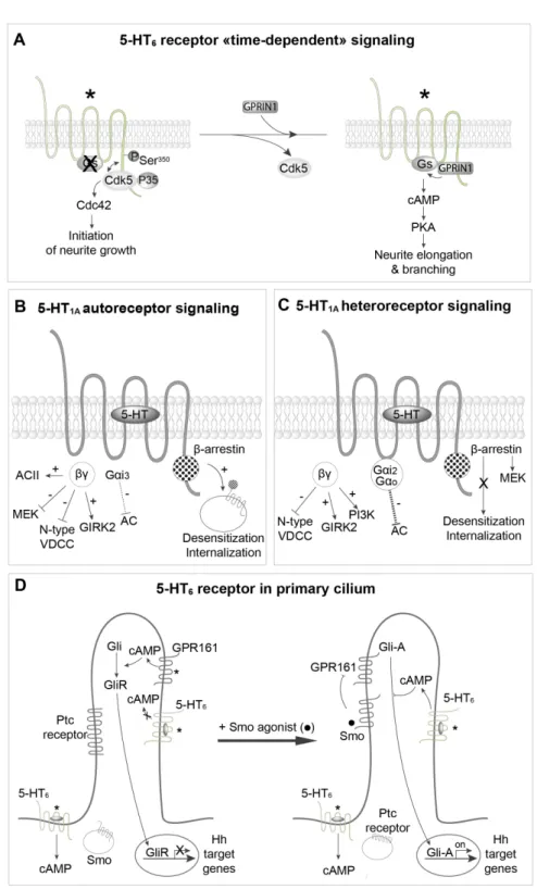 Figure 6. Spatiotemporal regulation of 5-HT receptor signaling.  A. Sequential engagement cyclin-dependent kinase 5 (Cdk5)–Cdc42  and Gs–adenylyl cyclase pathways by constitutively active 5-HT 6  receptors during neuronal differentiation and dendritic tree