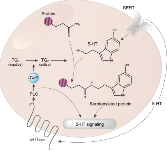 Figure  1.  5-HT  signaling  via  G-protein-coupled  receptors  (GPCRs)  and  serotonylation
