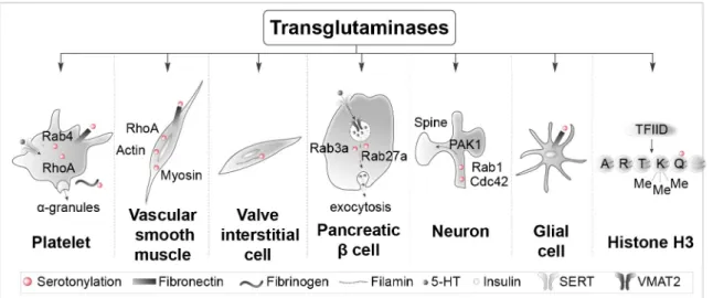Figure  2.  Specific  proteins  serotonylated  by  transglutaminases  in  different  cell  types