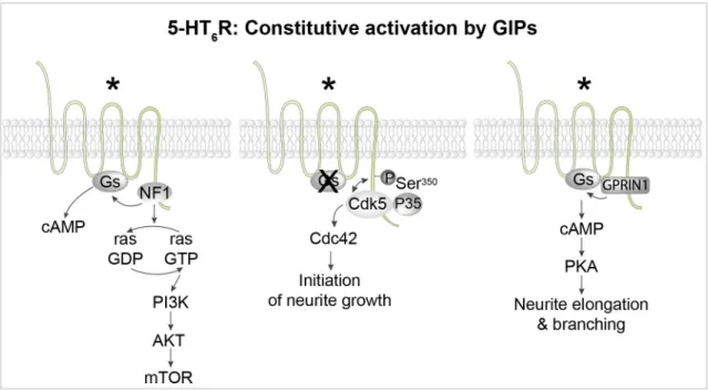 Figure 4. Constitutive activation of 5-HT 6  receptors by different GPCR-interacting proteins (GIPs)