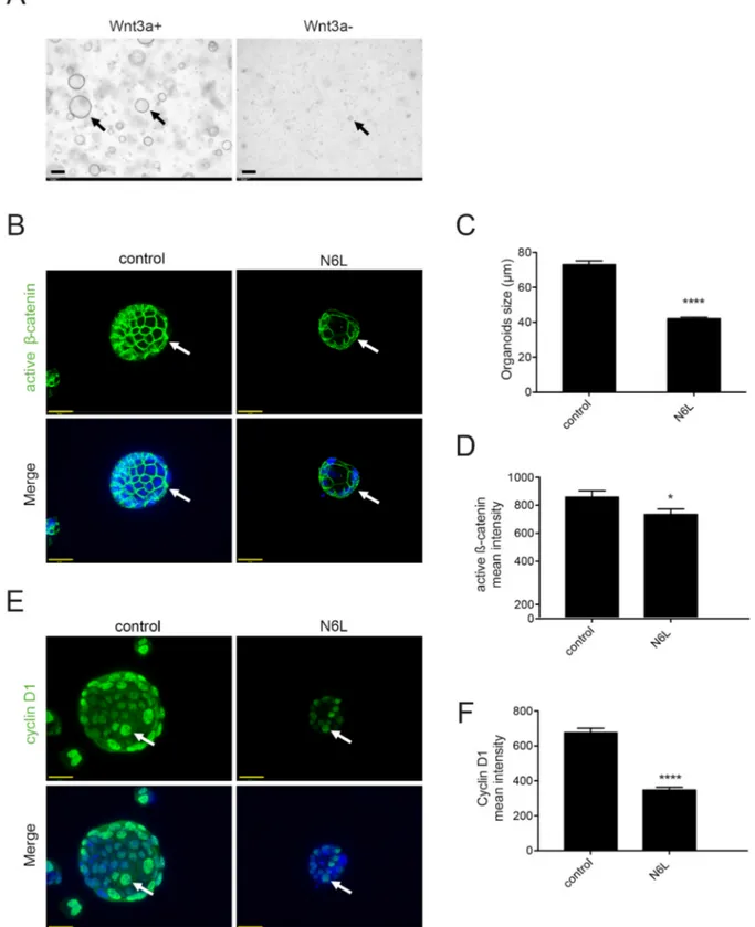 Figure 5. N6L inhibits Wnt/β-catenin pathway in tumor-derived PDAC organoids. (A) Organoid cultures derived from  MIA PaCa-2 tumors (arrows) were grown in human complete feeding medium (CFM) or complete feeding medium  with-out Wnt3a-CM