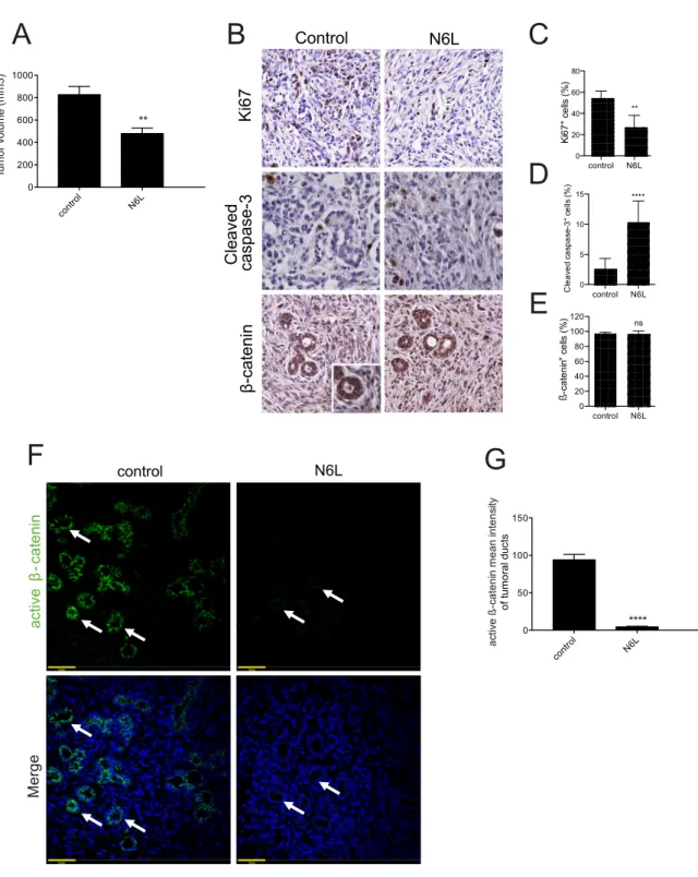 Figure 6. N6L inhibits Wnt/β-catenin pathway in PDAC murine model. mPDAC cells were injected into the pancreas of  FVB/n mice, mice were treated with N6L and sacrificed after 3 weeks