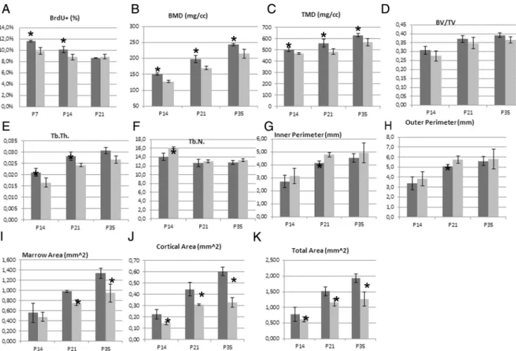 Figure 7. Expression of TR ␣ 1 L400R in chondrocytes decreases chondrocytes proliferation and alters bone structure