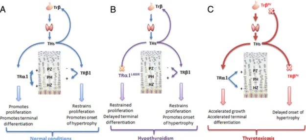 Figure 8. A unifying model for the role of TR ␣ in cartilage and bone development. TR ␤ mutations alter bone growth mainly in an indirect manner, by altering the feedback regulation of the circulating T 3 level and creating a status of thyrotoxicosis