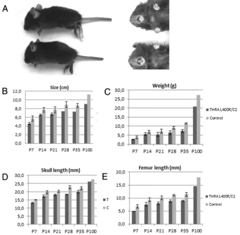 Figure 1. TR ␣ 1 L400R mutation in chondrocytes result in permanent size reduction: (A) Mutant mice exhibit an important and persistent postnatal growth retardation and minor incisor malocclusion (upper panel)