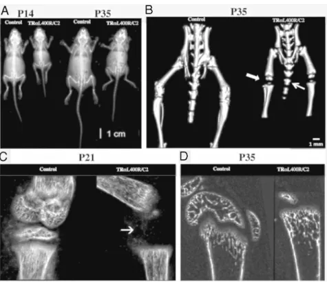 Figure 2. 3D and Xray imaging indicates dwarfism and bone age delay in TR ␣ 1 L400R /C2 mice.