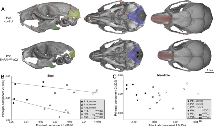 Figure 3. Morphological modifications in skulls and mandibles caused by the expression of TR␣1 L400R in chondrocytes