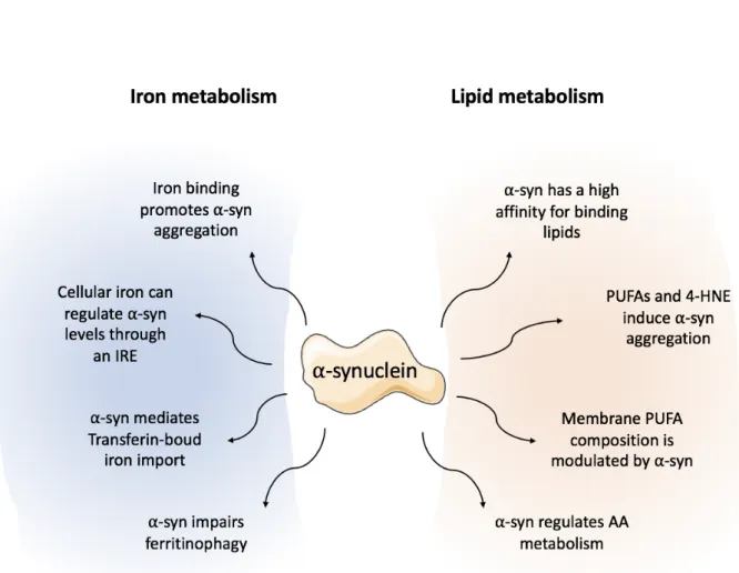 Figure 3: The iron and lipid metabolism interplay with  a -synuclein. 