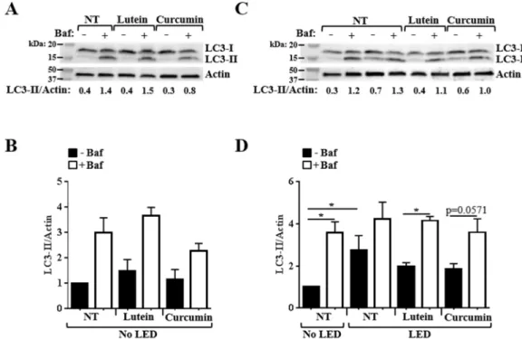 Figure 8. Effect of lutein and curcumin on autophagy. ARPE-19 cells were treated with lutein at 3.5 