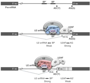 Figure 6 | A model for alternative splicing dysregulation induced by SF3B1 hotspot mutations
