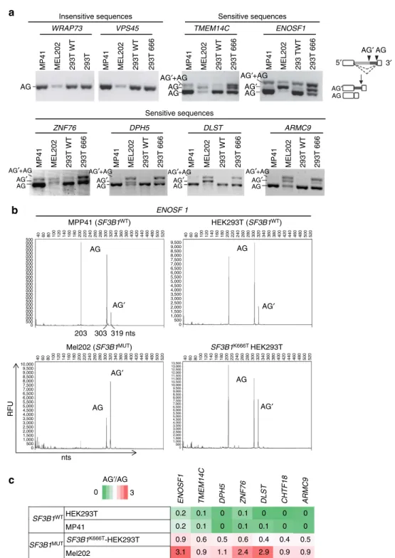 Figure 2 | In cellulo validation of differential splice junctions. (a) Minigene splice assay of two SF3B1 MUT -insensitive 3 0 ss (WRAP73 and VPS45) and 6 SF3B1 MUT -sensitive 3 0 ss (TMEM14C, ENOSF1, ZNF76, DPH5, DLST, ARMC9)
