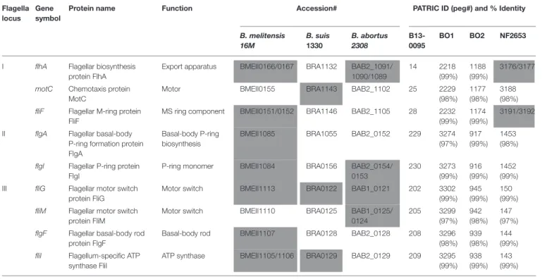TABLE 5 | Analysis of the flagella related genes in the BO clade Brucella.