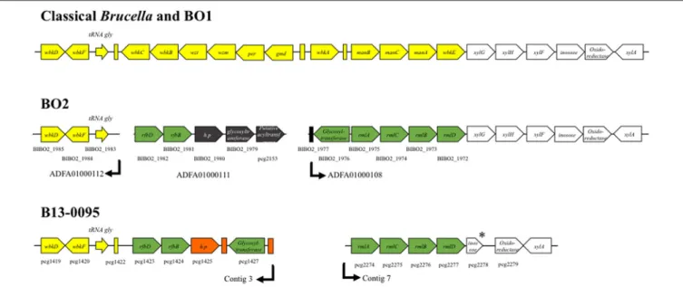 FIGURE 5 | Schematic representation of the wbk region organization in Brucella. The genes described in classical Brucella and B