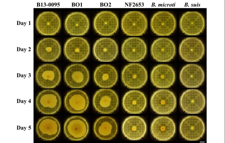 FIGURE 3 | Motility of Brucella strains. Motility of the indicated strains was visualized using on plate swimming assays