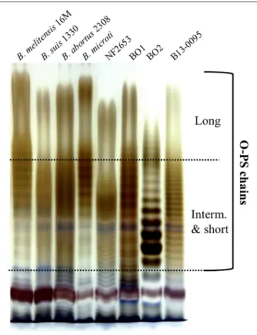 FIGURE 4 | Electrophoretic profiles of the LPS produced by different Brucella. Silver staining after SDS-PAGE of proteinase K-digested LPS preparations from the indicated Brucella strains