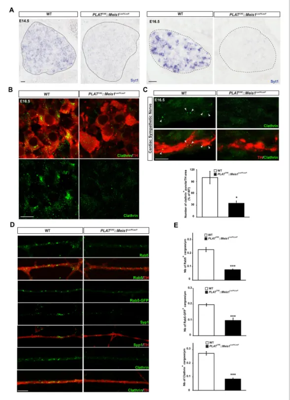 Figure 6. Meis1 target genes encode proteins necessary for early endosomes formation. (A) ISH for Syt1 on SCGs of E14.5 and E16.5 WT and PLAT CRE ::Meis1 LoxP/LoxP embryos