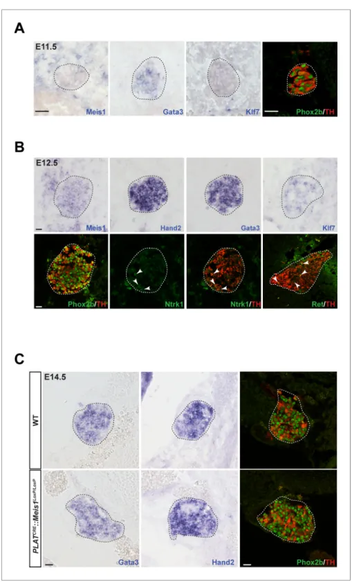 Figure 2. Meis1 expression in sympathetic neurons is incompatible with early sympathetic specification but coincides with target-field innervation onset