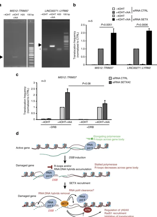 Fig. 6 Senataxin counteracts the formation of translocations. a Rejoining of distant DSBs were detected by PCR, following DSB induction and repair (+4OHT + IAA 2 h) at breaks recently shown to undergo clustering 31 