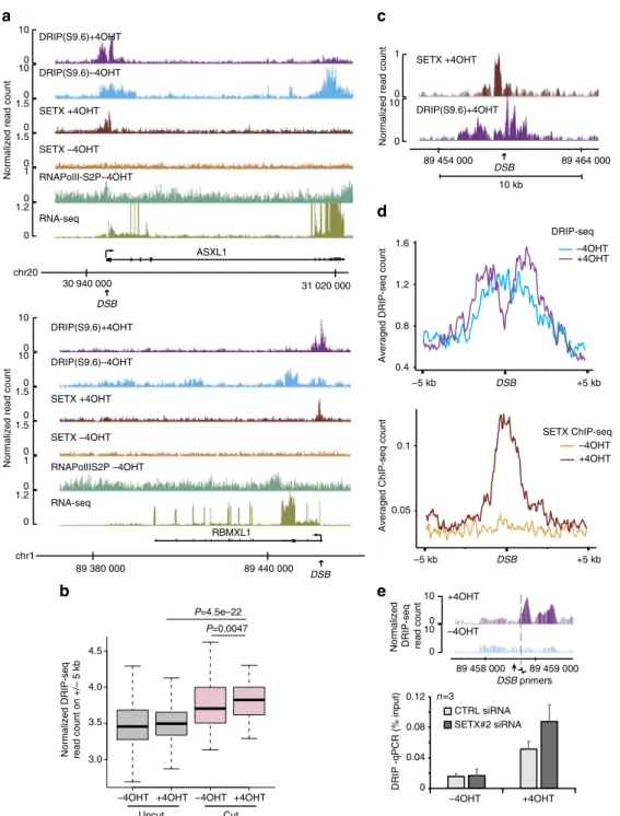 Fig. 2 Senataxin removes DSB-induced RNA:DNA hybrids in active loci. a Genome browser screenshots representing DRIP-seq reads count before ( − 4OHT) and after damage induction (+4OHT) at two individual AsiSI sites