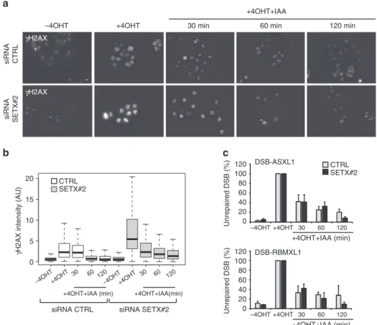 Fig. 4 Senataxin depletion does not delay repair kinetics. a γ H2AX staining performed in untreated or 4OHT-treated AID DIvA cells (4 h), followed by auxin (IAA) addition, after transfection with control or SETX siRNA as indicated
