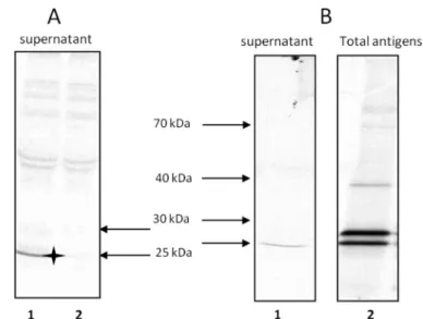 FIGURE 5. Immunoprecipitation experiments performed with rabbit serum anti-Bc28.1 on supernatants or parasitic total extract from [ 35 S]methionine-labeled B