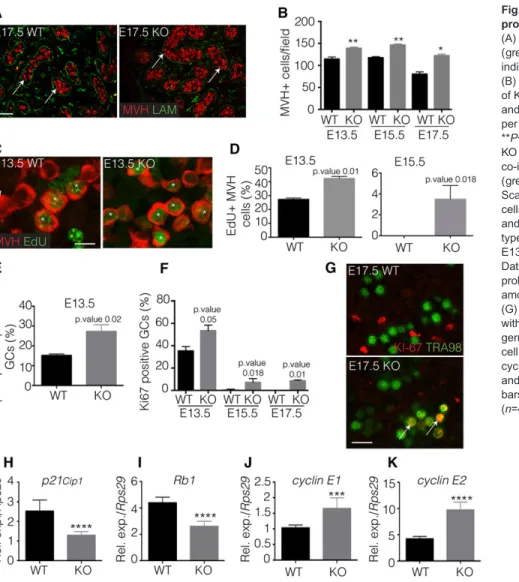 Fig. 1. PGD 2 signalling controls the germline proliferation in the embryonic testis.