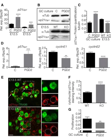 Fig. 2. PGD 2 regulates the cell cycle p21 Cip1 inhibitor towards the mitotic arrest. (A) Purified XY E12.5 or E13.5 germ cells were cultured in the presence of PGD 2 (5 ng/ml) or not (C=control)