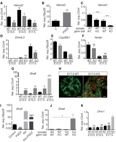 Fig. 4. PGD 2 contributes to the male germ cell