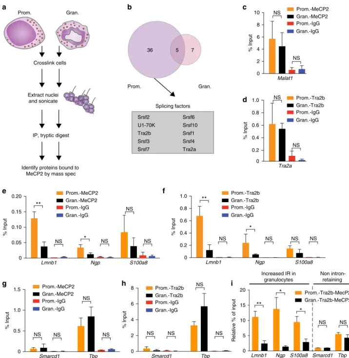 Figure 5 | Reduced MeCP2-mediated recruitment of the splicing factor Tra2b promotes IR