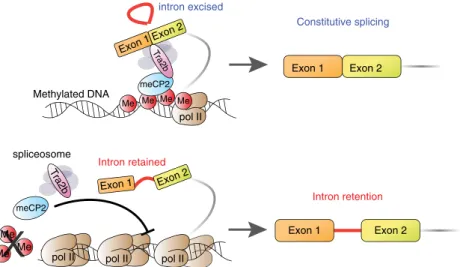 Figure 6 | Proposed model of IR regulation. IR occurs via less efﬁcient splicing factor (e.g
