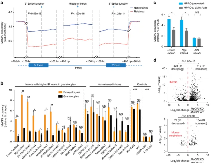 Figure 3 | IR is associated with reduced MeCP2 binding near splice junctions. (a) Average MeCP2 occupancy normalized against input as measured by ChIP-seq in promyelocytes and granulocytes combined