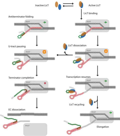 FIGURE 5. Schematic of the kinetic model of LicT-regulated termination – antitermination at the RNAP pausing site