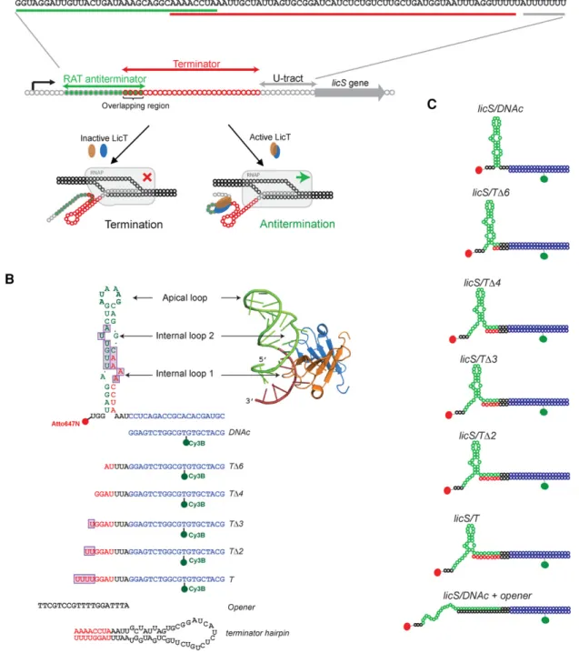 FIGURE 1. Antitermination mechanism and principle of the FRET-based assay used in this study