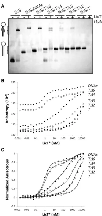 Figure 2B shows the binding profiles of LicT ∗ to the 5 ′ Atto647N-labeled licS RNA hybridized to the different  oligo-nucleotides used in Figure 2A