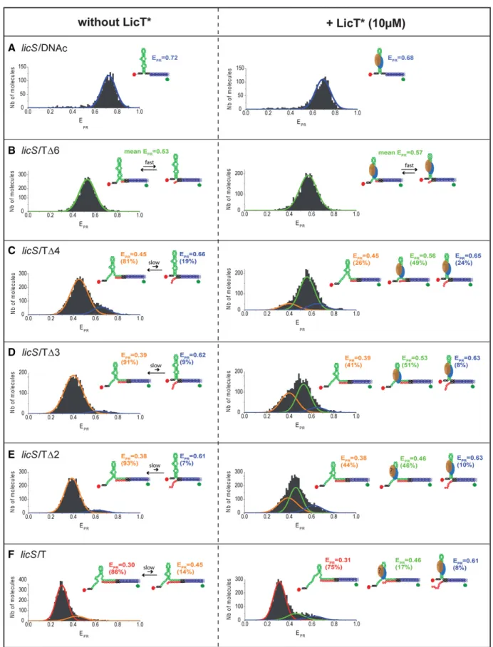 FIGURE 3. Effect of terminator mimics on LicT ∗ binding to RNA hybrids monitored by smFRET-PIE experiments