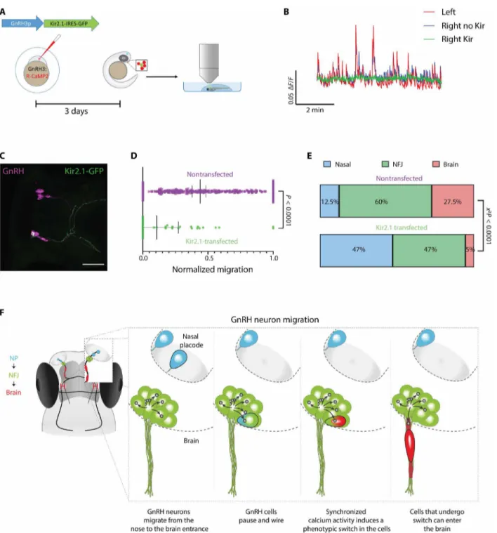 Fig. 6. Control of GnRH neuron migration by their excitability. (A) Scheme of silencing strategy: Individual GnRH3 neurons were silenced by sparse expression of  Kir2.1, followed by calcium imaging and quantification of migration