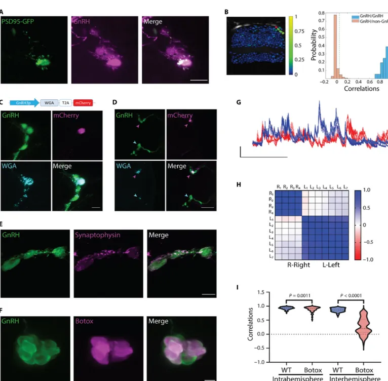 Fig. 3. GnRH3 neurons are functionally isolated and synaptically wired. (A) An example of the short dendritic tree of a single GnRH3 neuron marked by GFP-PSD95  (green), contained within the GnRH3 circuit (magenta)